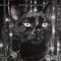 Concours " Portrait d'un chat noir - GIF animate gratis