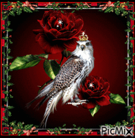 Eagle and roses. animovaný GIF
