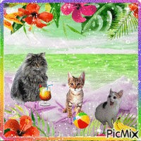 Cats on the beach 动画 GIF