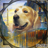 Dog in the City-RM-02-19-24 - Ilmainen animoitu GIF