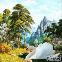 swans animowany gif