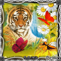 tigres et papillons - Ingyenes animált GIF