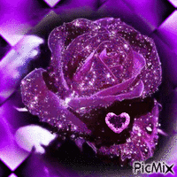Rose Violette - GIF animé gratuit