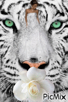 tigru - Nemokamas animacinis gif