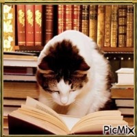 Chat avec un livre