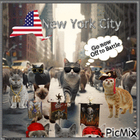 Kampf der Katzen in New york GIF animé