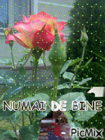 NUMAI DE BINE - Бесплатный анимированный гифка
