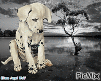 Animal triste Animated GIF