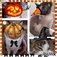 chats halloween GIF animado