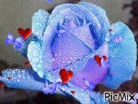 Blue rose gif - GIF เคลื่อนไหวฟรี