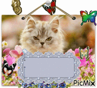 ébauche papillon et chat Animated GIF