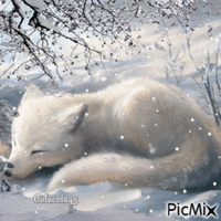 bílá liška - GIF animé gratuit