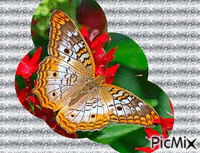 la foret des papillons - GIF animate gratis