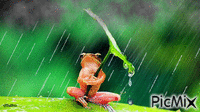frog - GIF animé gratuit