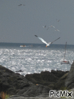 la côte sauvage - Gratis geanimeerde GIF