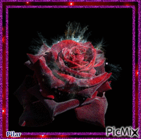 Rosa - GIF animado gratis