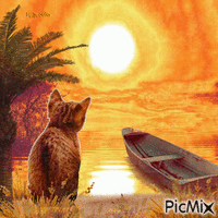 Cat and sunset-contest - Free animated GIF