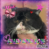 FILLED WITH LOVE CAT BUTTERFLIES GLITTER - Zdarma animovaný GIF