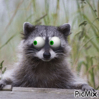 racoon animovaný GIF