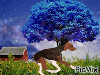 taking the dog a run in the park animowany gif