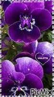 Amour et bonheur en violet - Besplatni animirani GIF