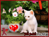 chat blanc geanimeerde GIF