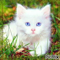 White cat/contest - Gratis animerad GIF