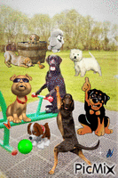 Hunde Animated GIF