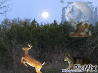 Deer Wolf Animated GIF
