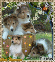 Um cão e seus filhotes - Безплатен анимиран GIF