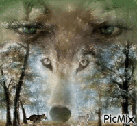 lupi - GIF animado grátis
