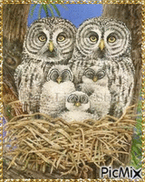 OWL FAMILY - GIF animasi gratis