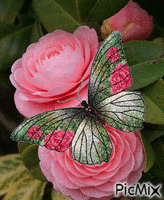 roses et papillon geanimeerde GIF