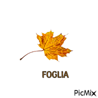 FOGLIA Animated GIF