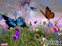 butterfly contest - Ingyenes animált GIF