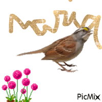 mon prenon - Безплатен анимиран GIF