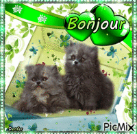 chat bonjour Animated GIF