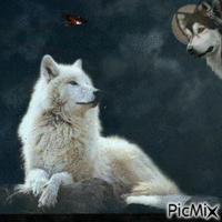 Wolf animovaný GIF