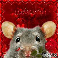 I love you | rat