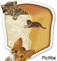 Gatos en el pan animasyonlu GIF