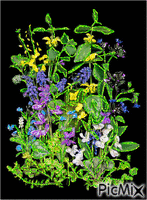 kvety animuotas GIF
