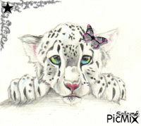 leopard - Zdarma animovaný GIF