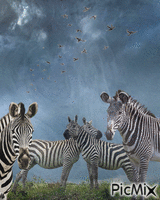 Cuatro cebras анимиран GIF