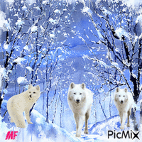 les loups blancs animasyonlu GIF