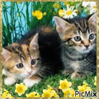 Chat dans les fleurs - Darmowy animowany GIF