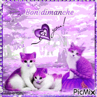 BON DIMANCHE les chatons - Besplatni animirani GIF