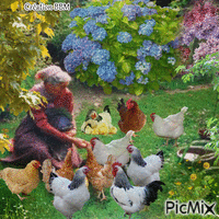 Mamie et ses poules par BBM 动画 GIF