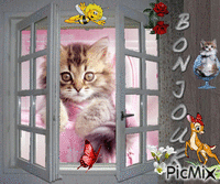 Un chaton derrière une fenêtre 动画 GIF