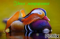 утка мандаринка - Δωρεάν κινούμενο GIF