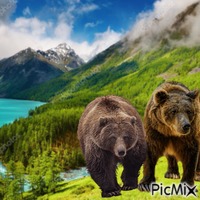Bear - GIF animé gratuit